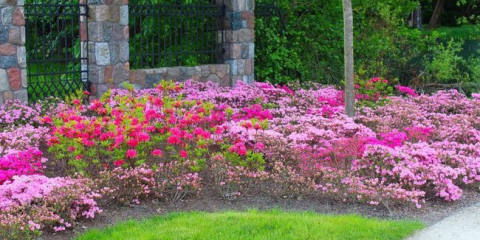 Rabatka - co to je, jak to udělat sami